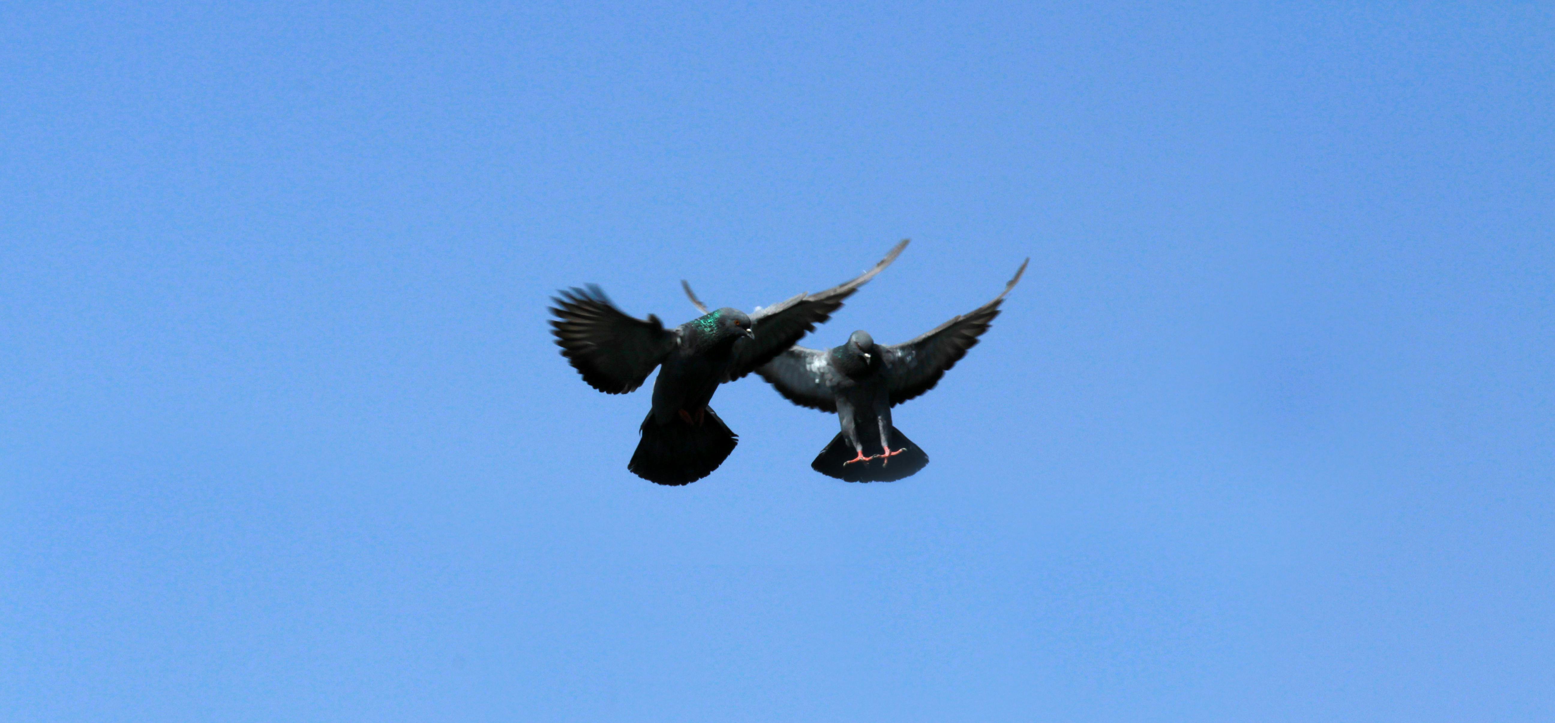 Foto Stok Gratis Tentang Burung Terbang Langit Biru Merpati