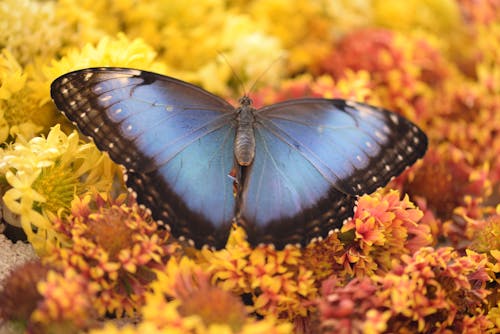 Gratis arkivbilde med blå morpho, blomster, insektfotografering