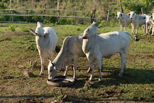 Imagine de stoc gratuită din animale domestice, bovidae, bovine