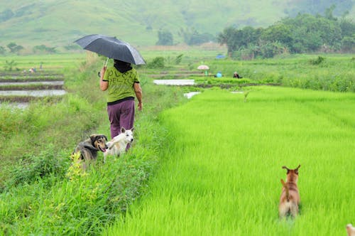 A Person Walking with the Dogs on a Farm Field