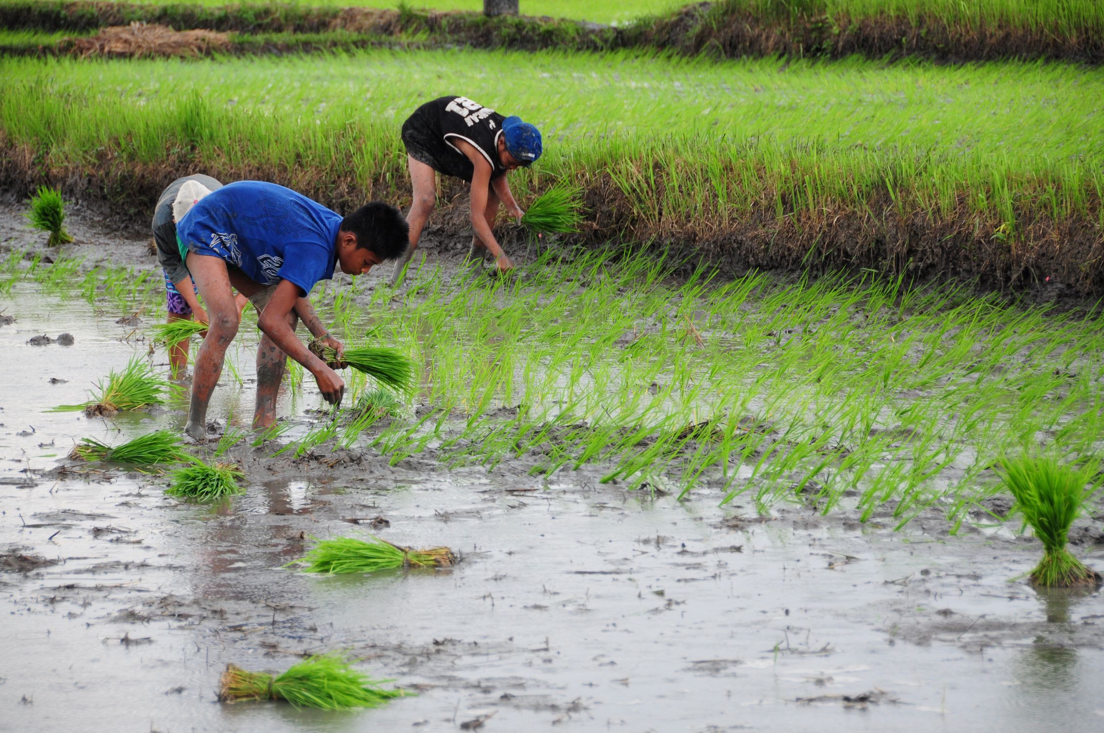 People Planting Rice on the Field · Free Stock Photo