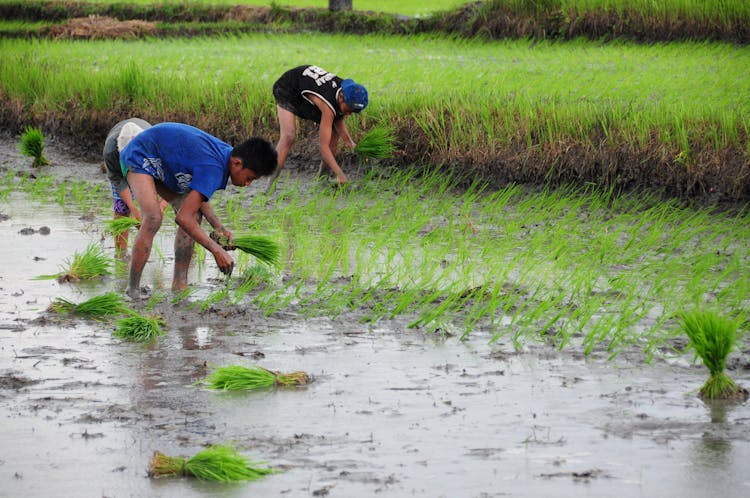 People Planting Rice On The Field