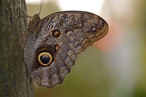 Brown Butterfly in Close Up Photography