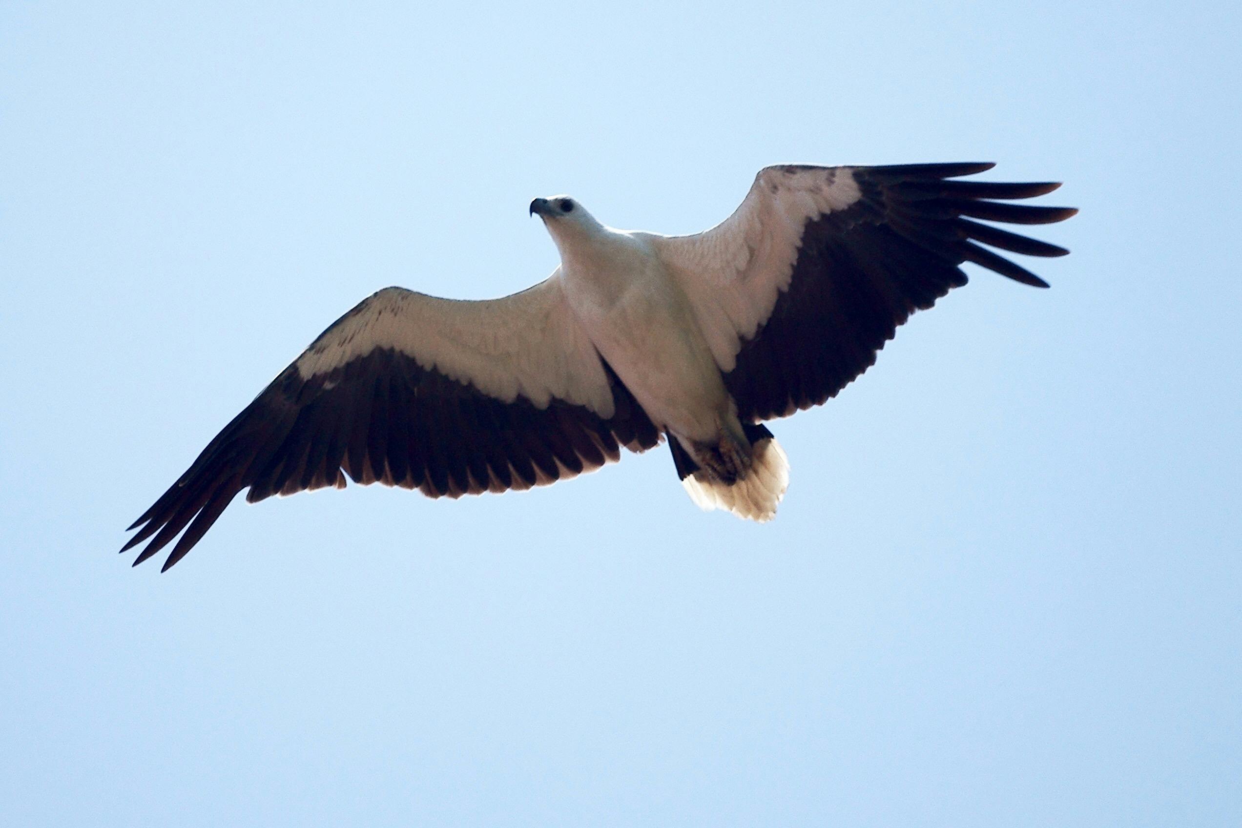 Free stock photo of eagle, flight, flying