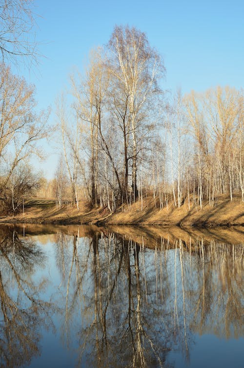 Reflection of Leafless Trees on Body of Water