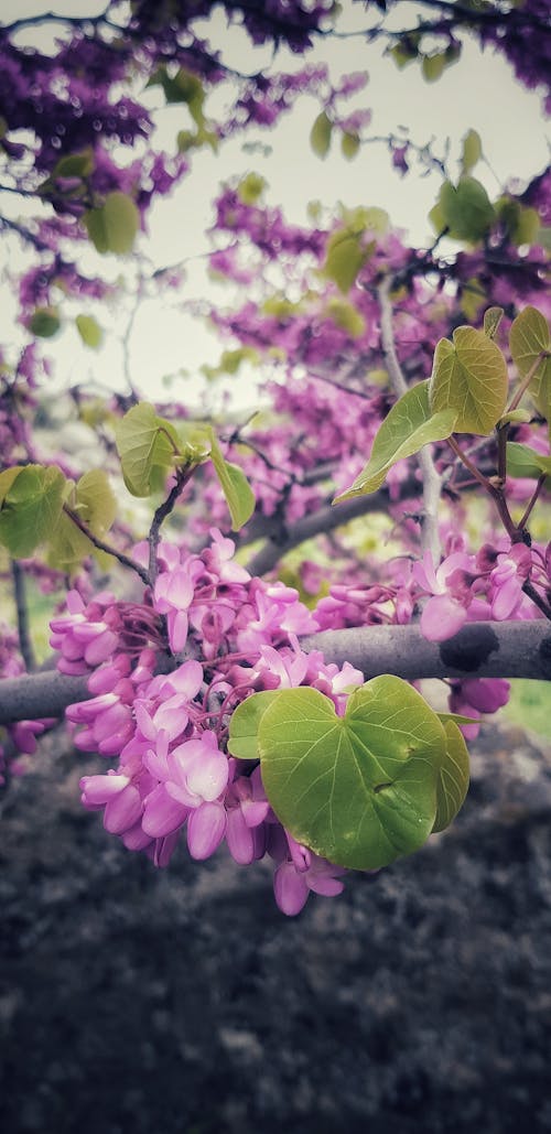 Mobile Wallpapers Pexels