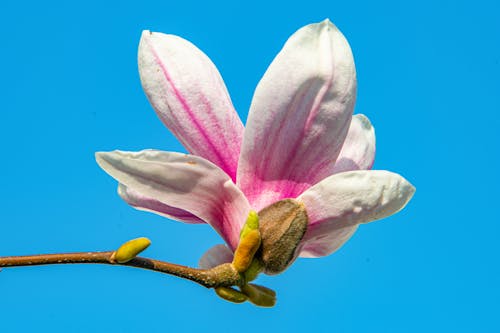 Free Blooming Magnolia Flower in Close Up Photography Stock Photo