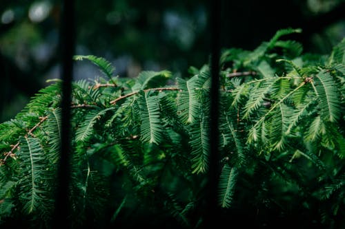 Бесплатное стоковое фото с вечнозеленый, заводская фотография, зеленые листья
