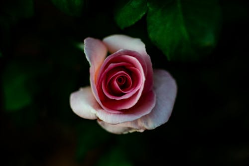 花园玫瑰 的 免费素材图片