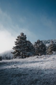 Serene winter scene with snow-covered pine trees under a clear blue sky.