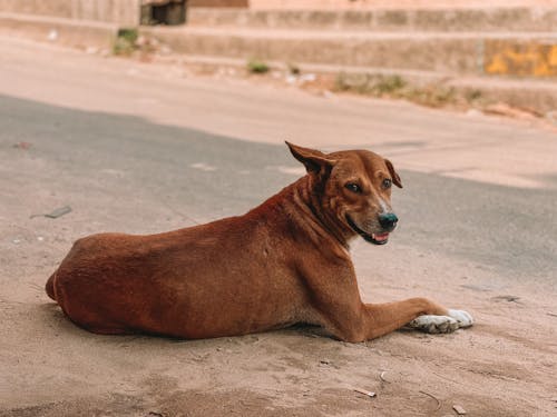 Kostenloses Stock Foto zu haustier, hund, hündisch