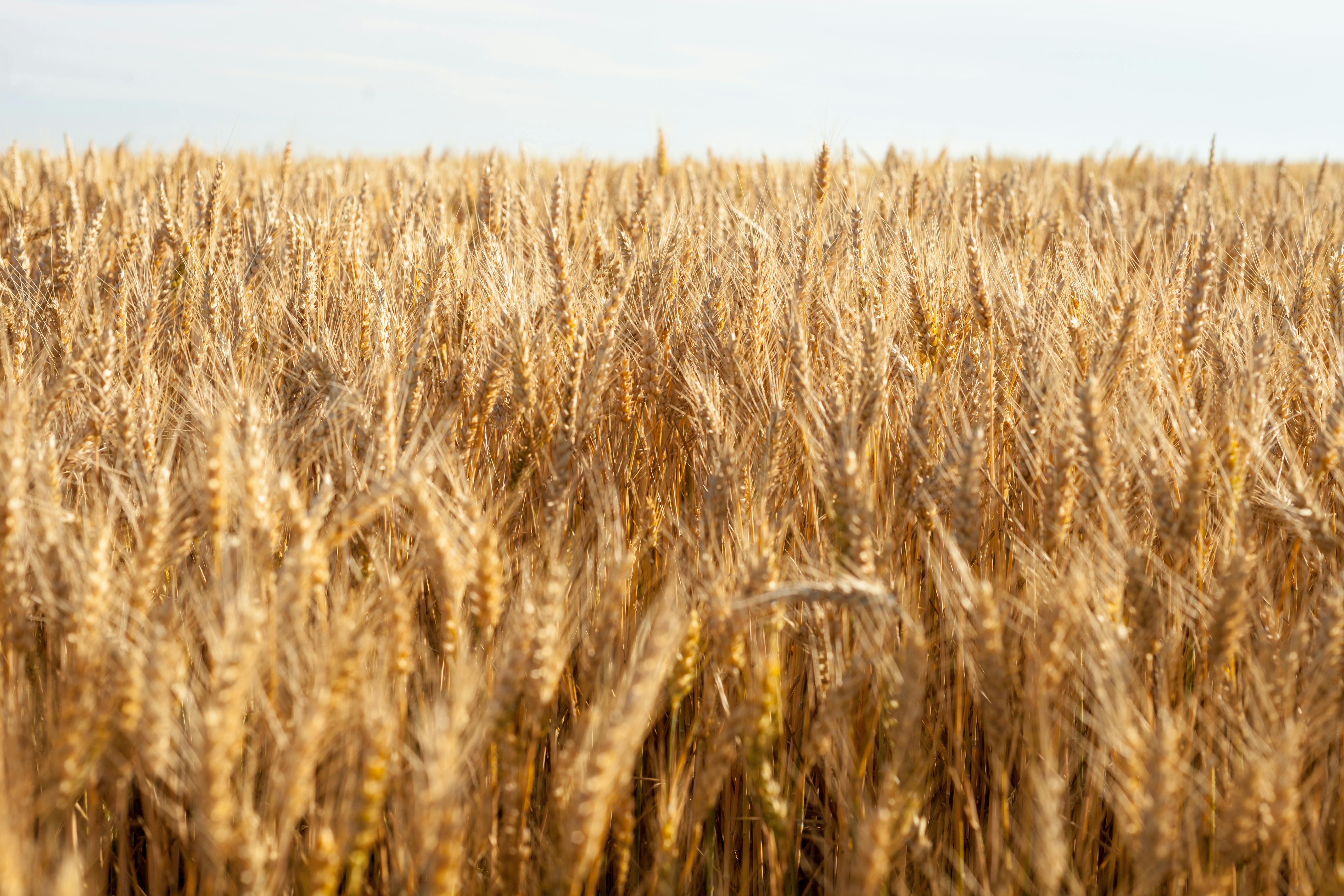 Free stock photo of agriculture, cereals, grain