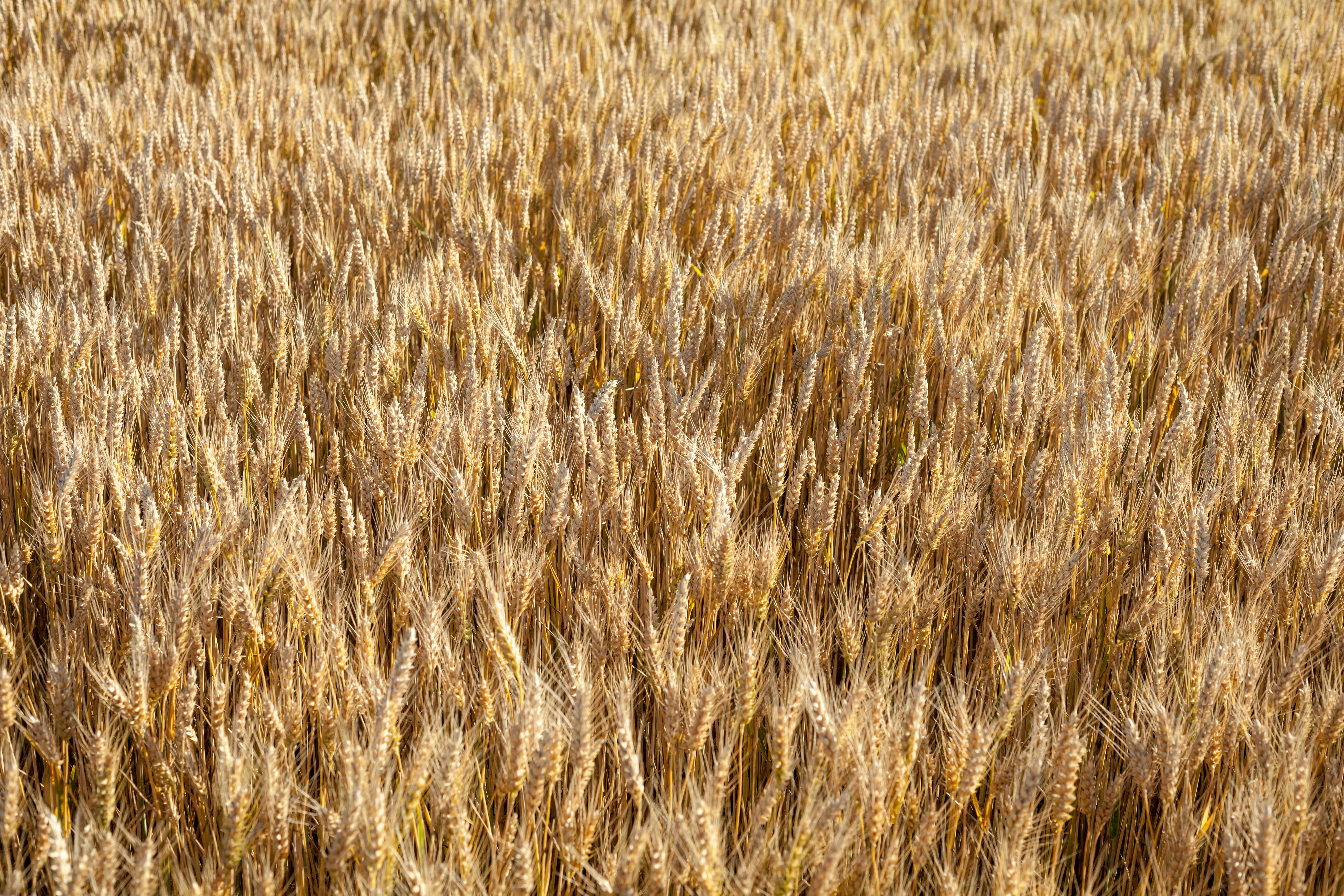 Free stock photo of agriculture, cereals, grain