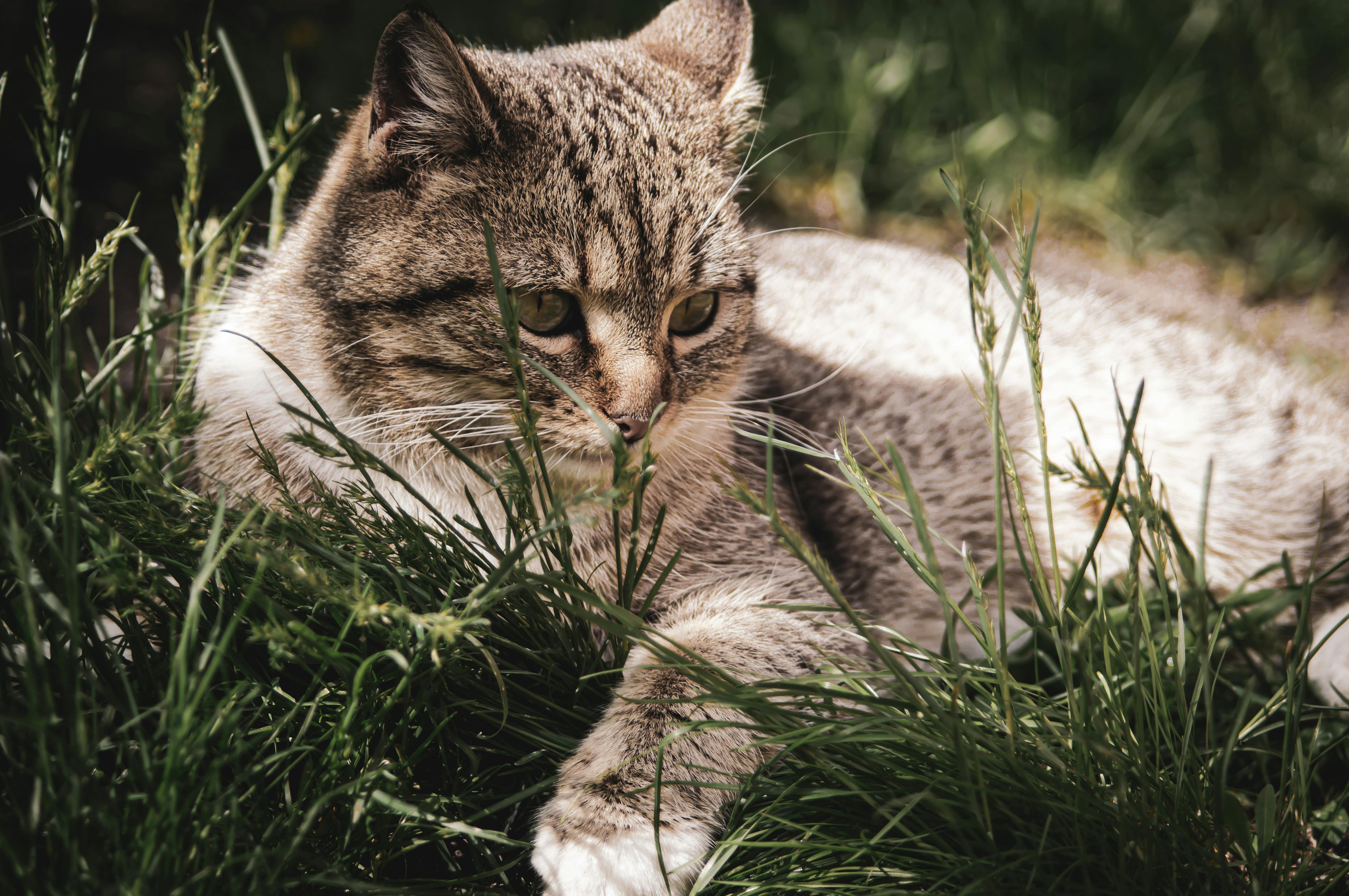 Pet safety this spring: tips and tricks with the ARL — Photo by Ruslan Sikunov on Pexels