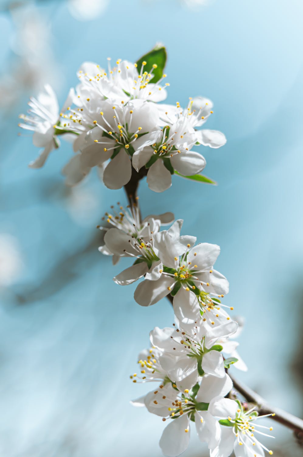 White Cherry Blossoms in Bloom · Free Stock Photo