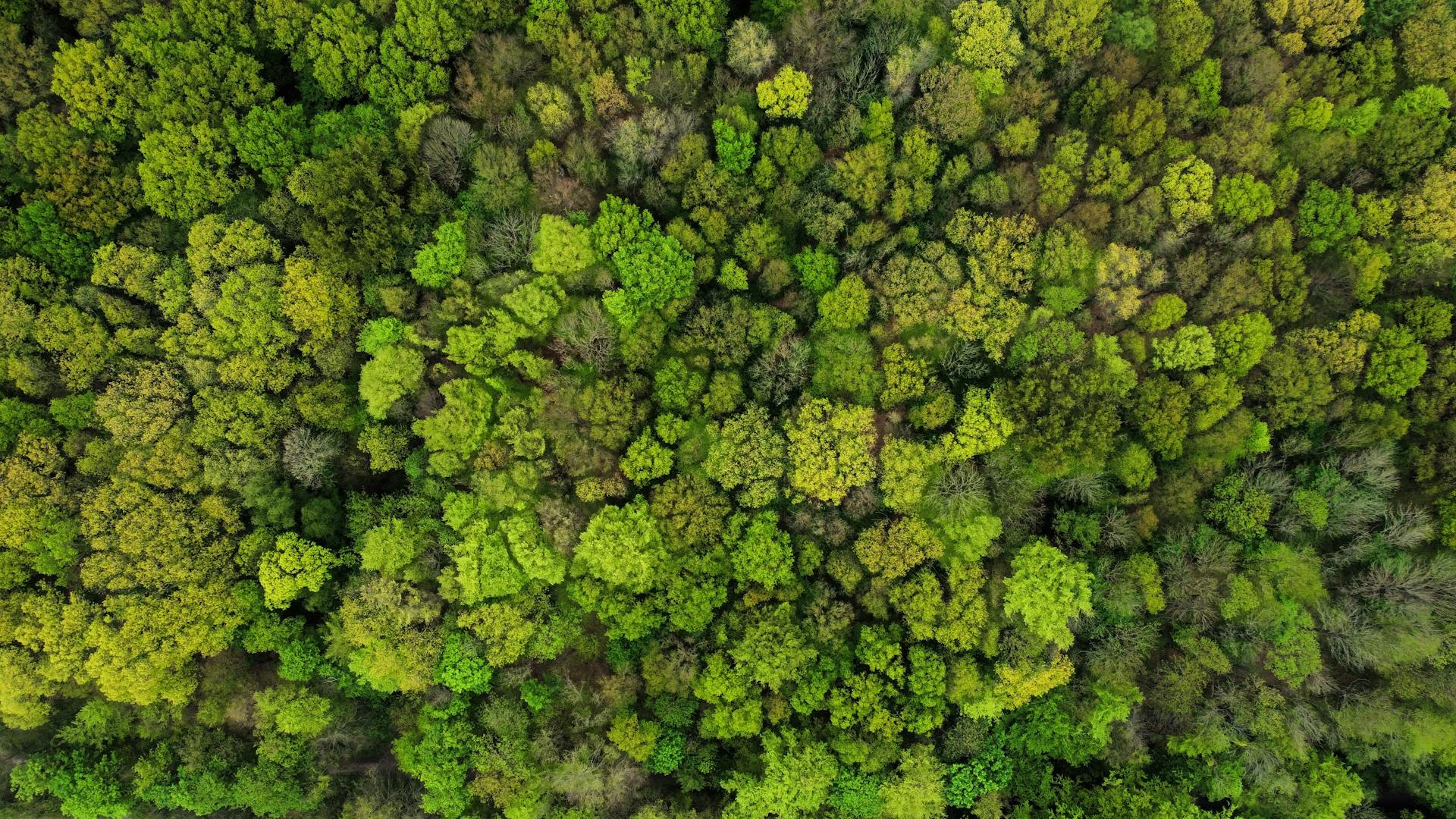 Aerial view of forest canopy