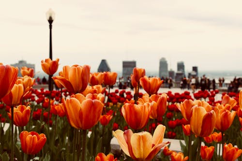 Free Close-Up Photo of Orange Tulips Stock Photo
