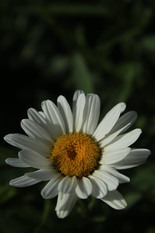 Fotobanka s bezplatnými fotkami na tému biely kvet, kvet ovocného stromu, kvitnutie