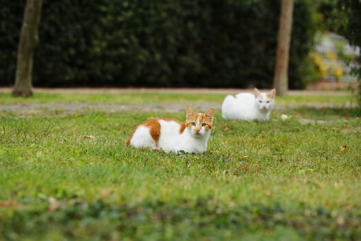 Two domestic cats lying on grassy park area in İzmir, Türkiye.