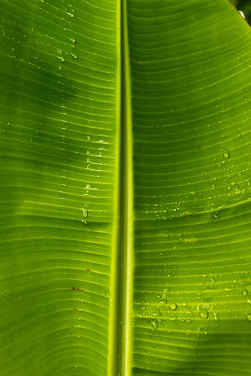 A Banana Leaf With Water Droplets 