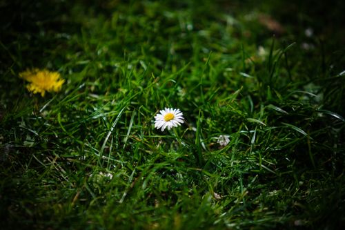 Free A white daisy blooms amidst lush green grass in this vibrant close-up shot. Stock Photo