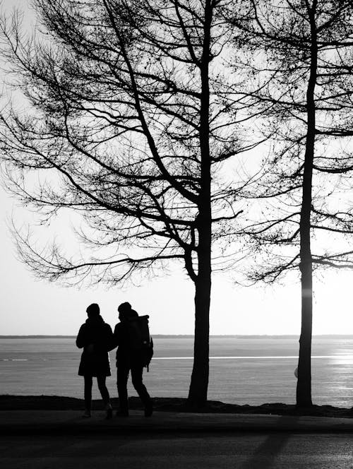Бесплатное стоковое фото с black amp white, trees, вертикальный выстрел