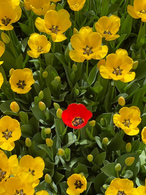 Poppy Flowers in Bloom 