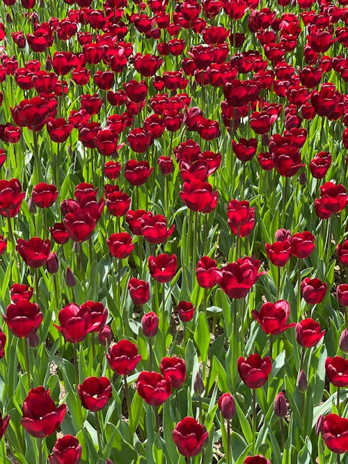 A Field of Red Tulips