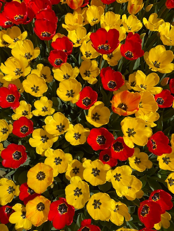 垂直拍摄, 植物群, 紅色的花朵 的 免费素材图片
