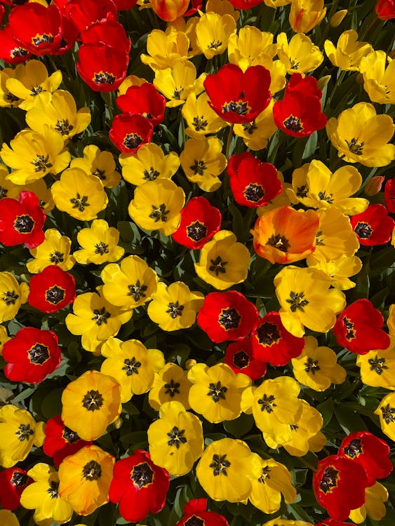 Poppy Flowers in Bloom