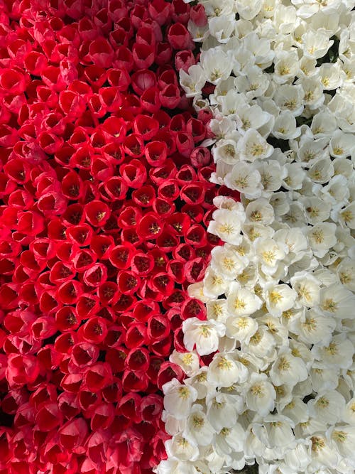 Red and White Flowers