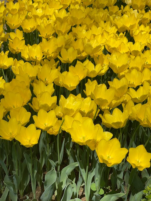 Photo of Yellow Flowers