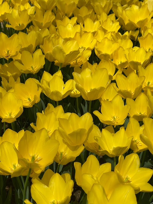 Yellow Flowers in Close Up Photography