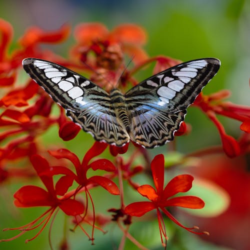 Free Butterfly on Red Flowers Stock Photo