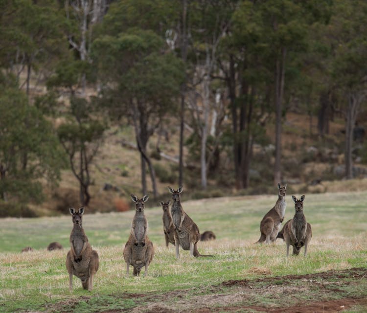 Kangaroos On A Field