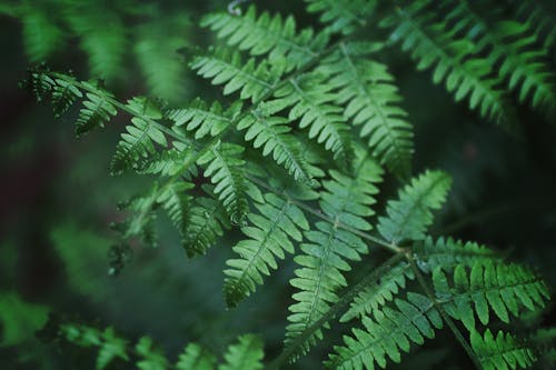 Free Close-Up Photography of Fern Leaves Stock Photo