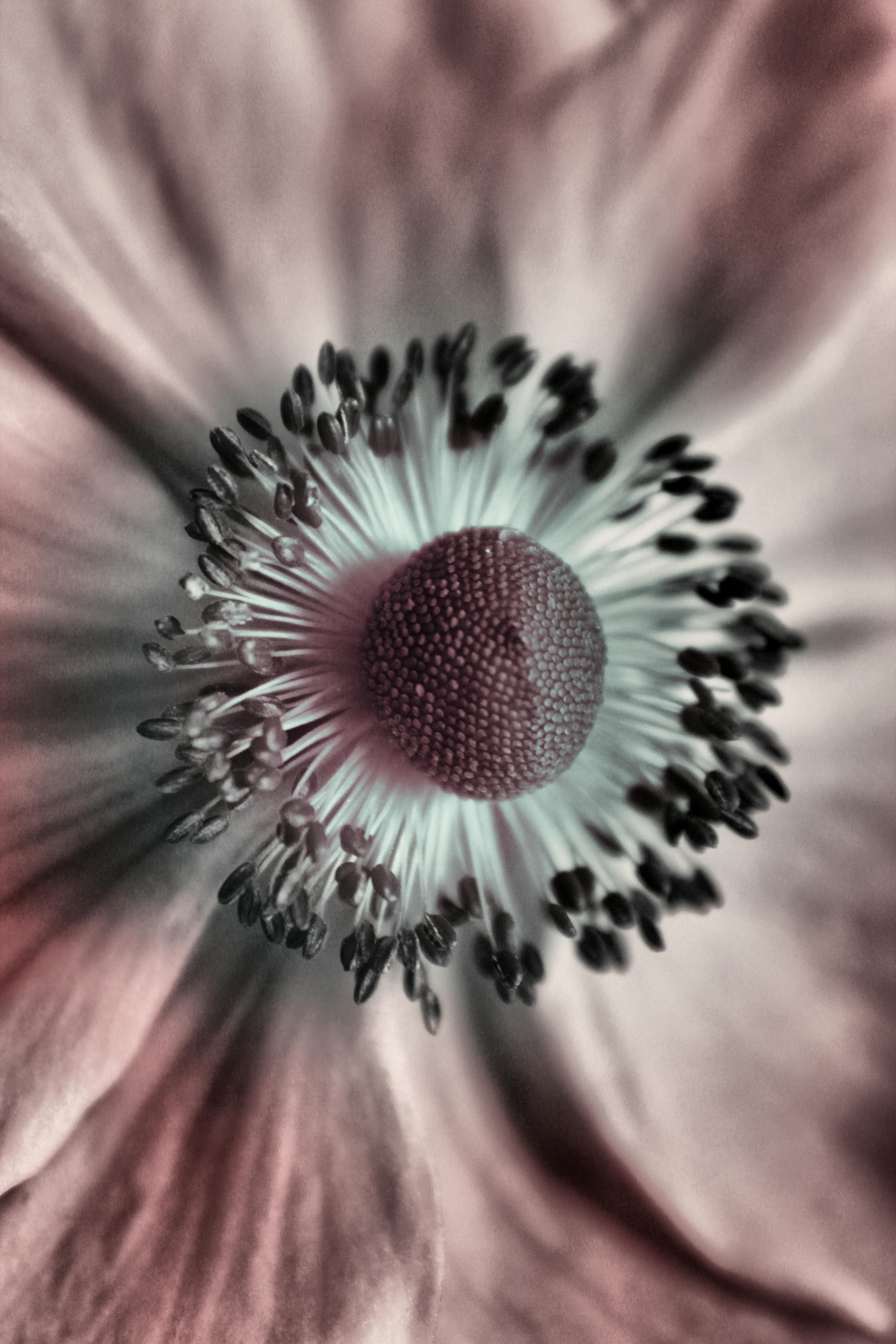 Foto stok gratis tentang berkembang, bunga forget me not ...