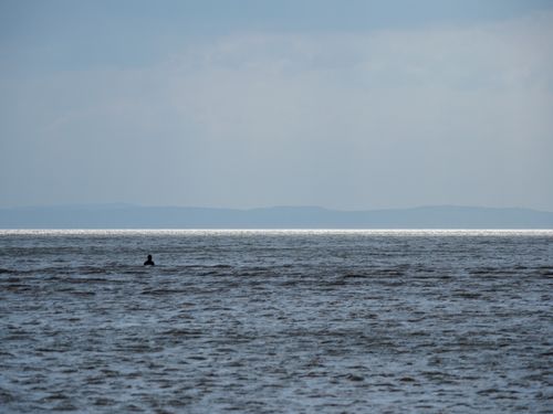 Free Serene sea view with a distant swimmer against a clear blue horizon in England. Stock Photo