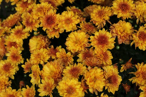 Ilmainen kuvapankkikuva tunnisteilla kasvikunta, keltaiset kukat, krysanteemit Kuvapankkikuva