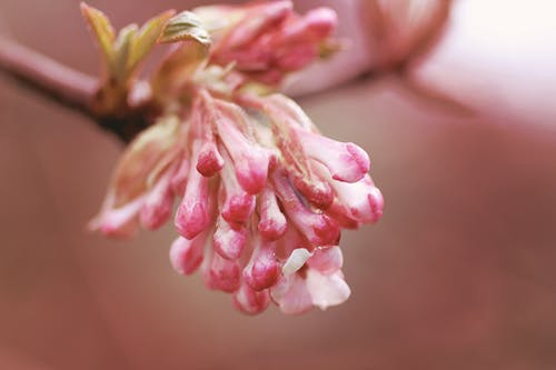 Gratis lagerfoto af lyserød blomst