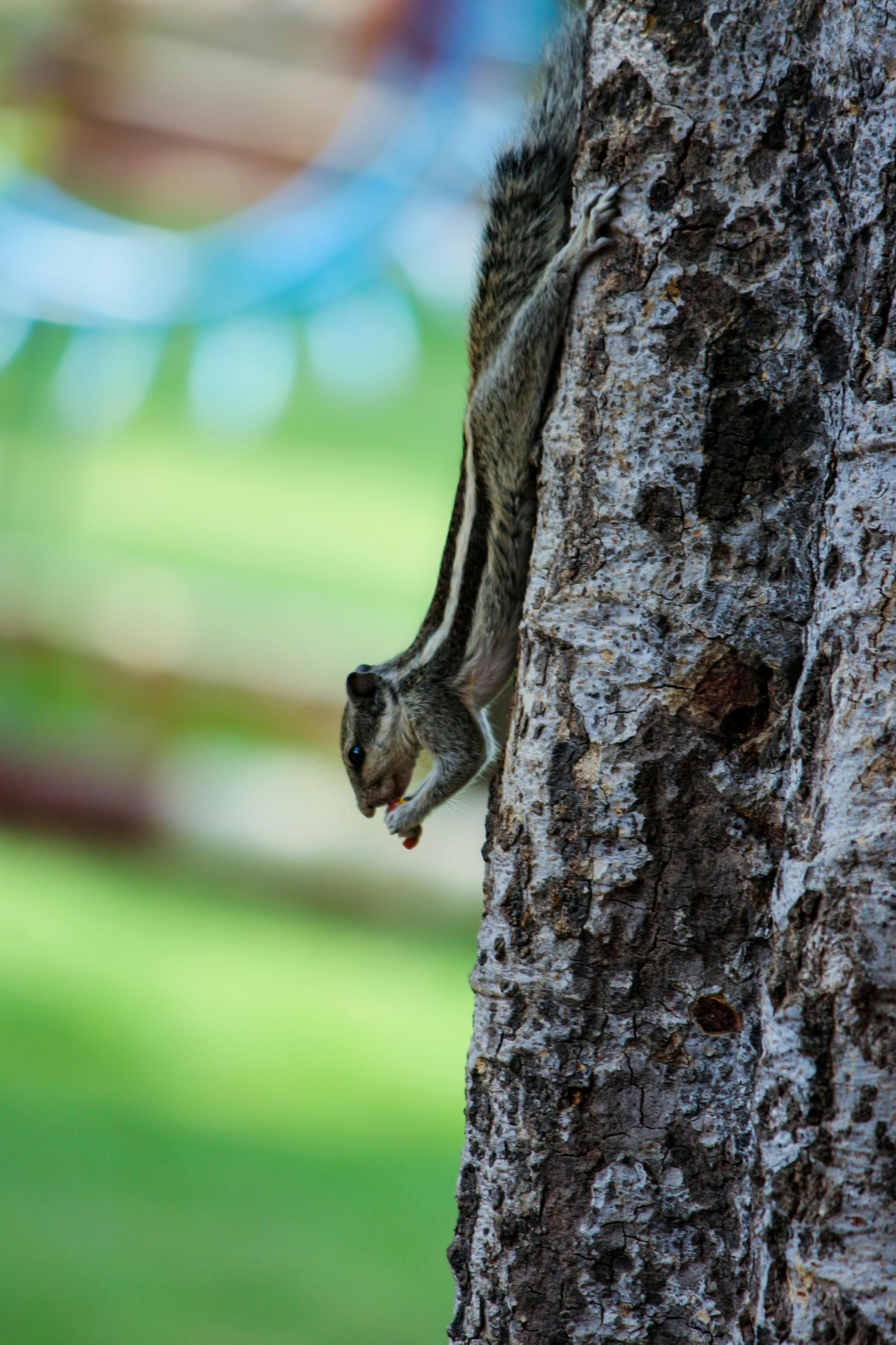 Free stock photo of #animal #blur #depthoffield #squirrel #eating, #animallife #cute #picoftheday #, #chipmunk #lovely