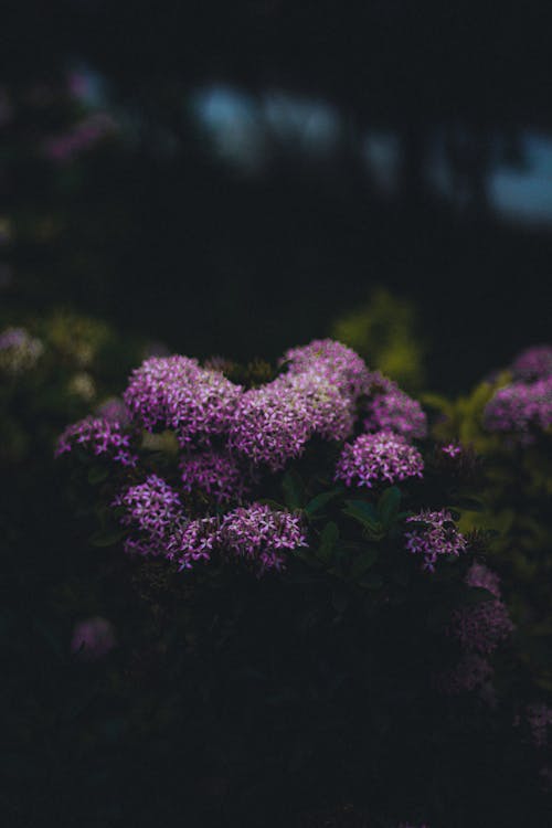 Photos gratuites de croissance, fermer, fleurs violettes