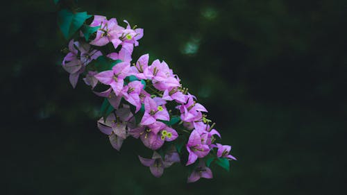 A Bougainvillea Flowers in Full Bloom