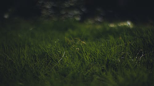 Free Green Grass Field Stock Photo