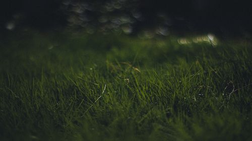 Free Gorgeous close-up shot of green grass with a dreamy, blurred background, perfect for nature-themed projects. Stock Photo