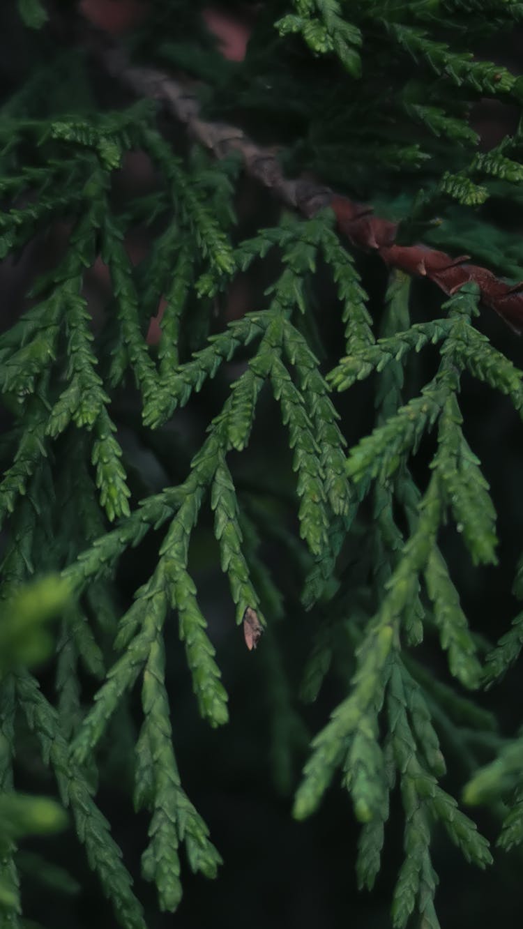 Green Cypress Leaves On Tree Branch