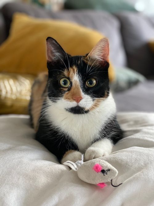 Free A calico cat lies comfortably on a bed, playfully holding a toy mouse. Ideal for pet lovers. Stock Photo