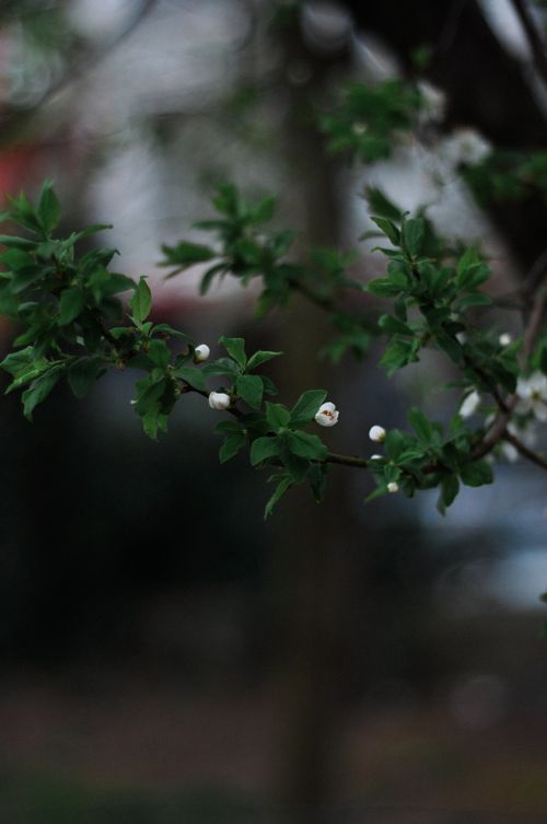 Free Captivating close-up of green leaves with budding flowers, evoking a serene and natural atmosphere. Stock Photo