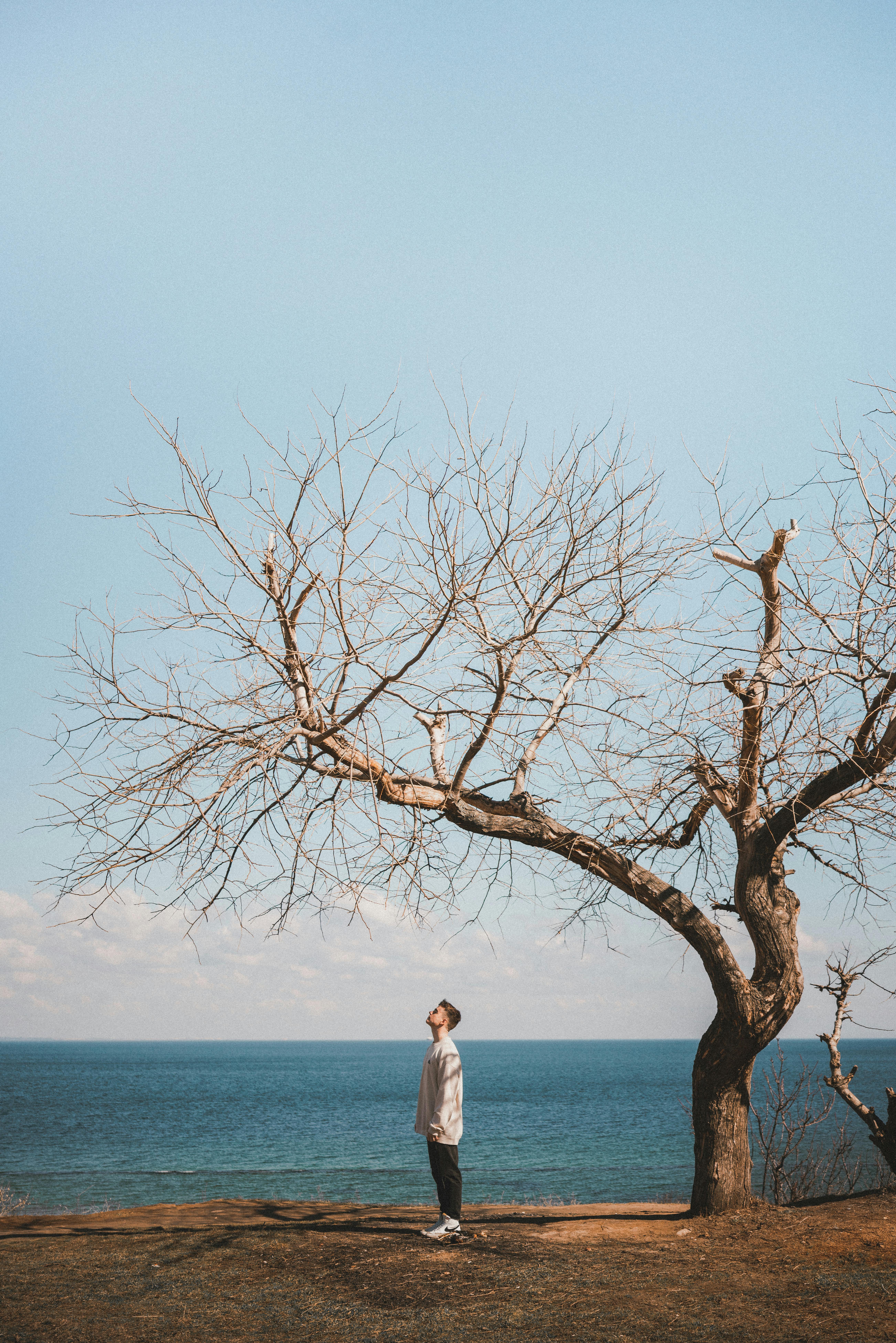 A solitary figure stands by a leafless tree near the ocean, embracing solitude and nature's serenity.