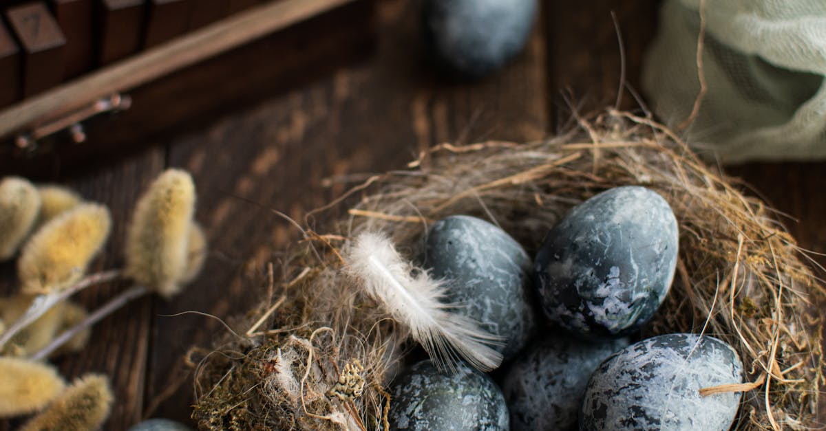 How long for robin eggs to hatch and leave the nest